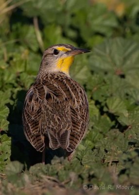 Western Meadowlark