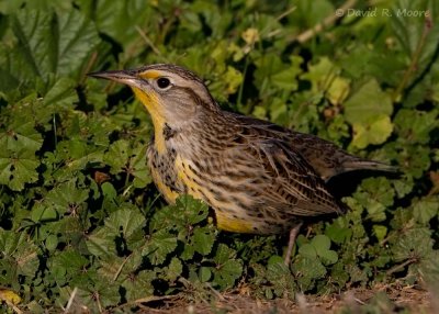 Western Meadowlark
