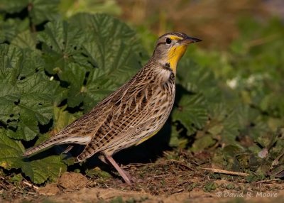 Western Meadowlark