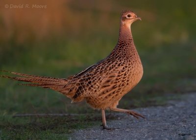 Ring-necked Pheasant