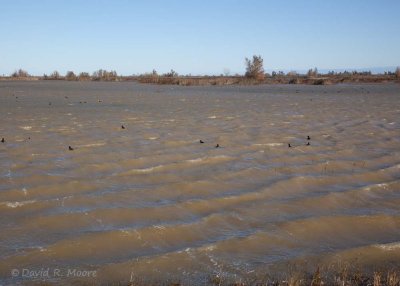Wind-whipped marsh