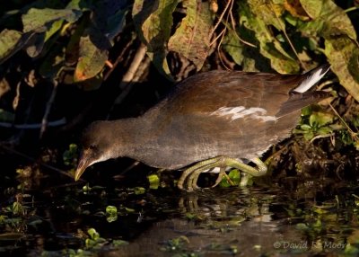 Common Gallinule