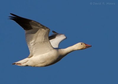 Snow Goose