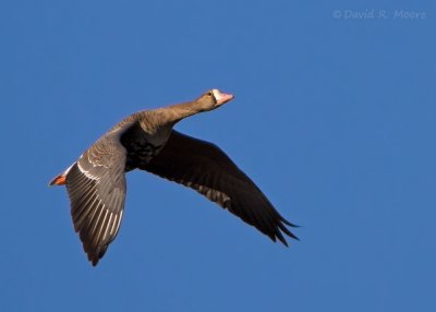 Greater White-fronted Goose