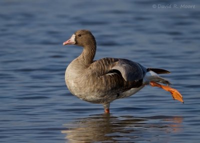 Greater White-fronted Goose
