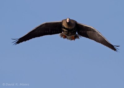 Greater White-fronted Goose