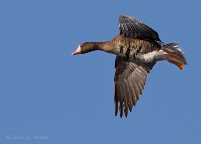 Greater White-fronted Goose