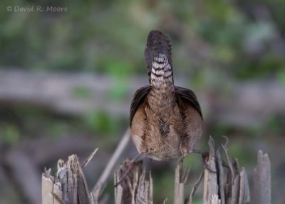 Marsh Wren