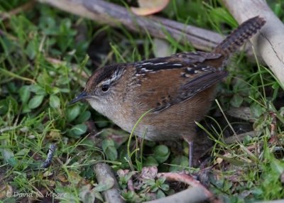 Marsh Wren