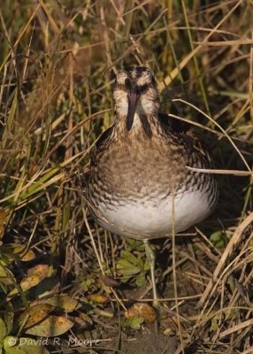 Wilson's Snipe