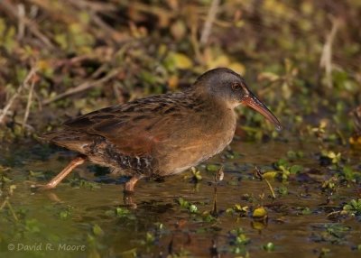 Virginia Rail