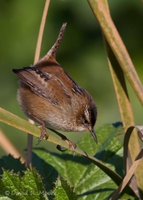 Marsh Wren