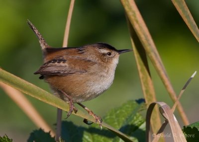 Marsh Wren