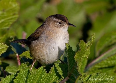 Marsh Wren