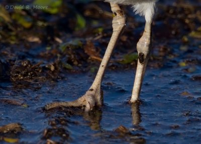 Killdeer