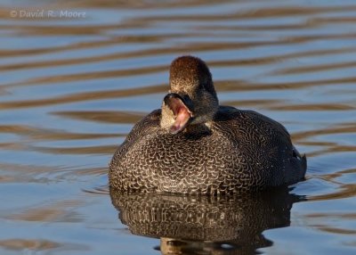 Gadwall
