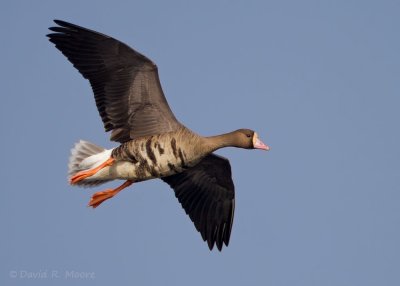 Greater White-fronted Goose