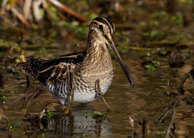 Wilson's Snipe