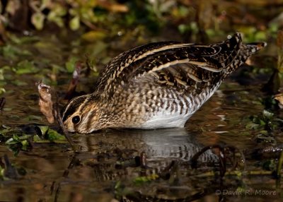 Wilson's Snipe