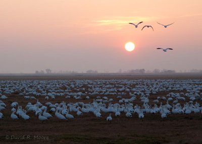 Snow, Ross's Geese