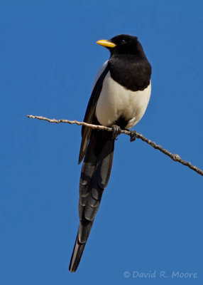 Yellow-billed Magpie