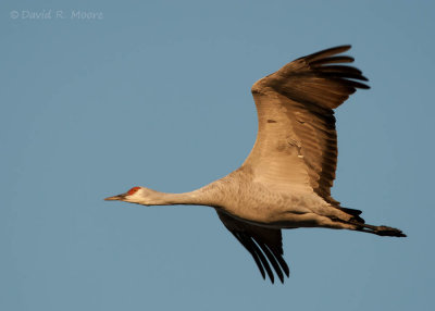 Sandhill Crane