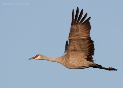 Sandhill Crane