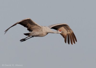 Sandhill Crane