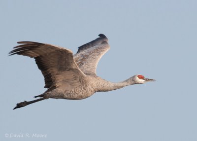 Sandhill Crane