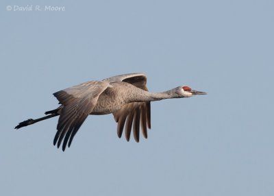 Sandhill Crane