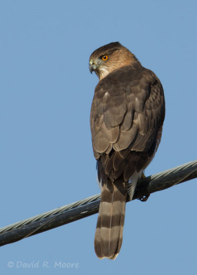 Cooper's Hawk