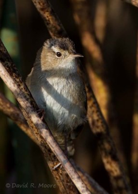 Marsh Wren