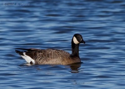 Cackling Goose