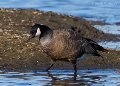 Cackling Goose
