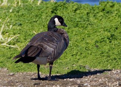 Cackling Goose