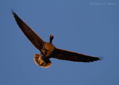 Greater White-fronted Goose