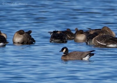 Cackling Goose (Aleutian)