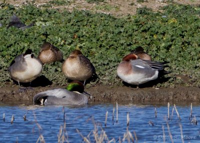 Falcated Duck, Eurasian Wigeon