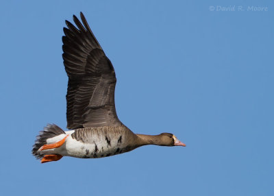 Greater White-fronted Goose