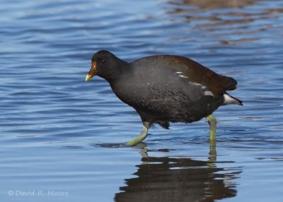 Common Gallinule