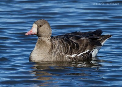 Greater White-fronted Goose