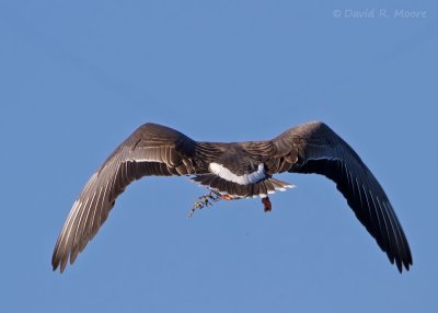 Greater White-fronted Goose