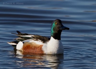 Northern Shoveler