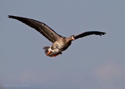 Greater White-fronted Goose