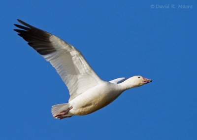 Snow Goose