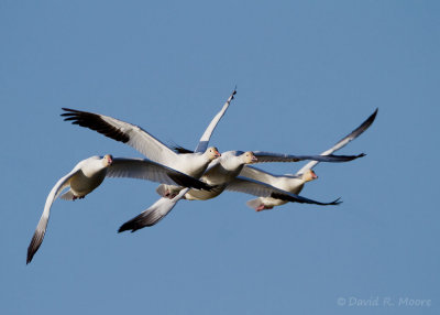 Tangle of Snow Geese