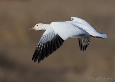 Snow Goose