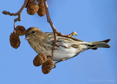 Pine Siskin