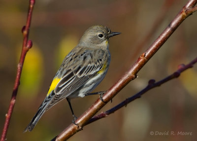 Yellow-rumped Warbler