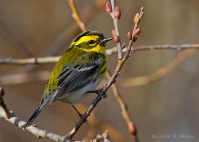 Townsend's Warbler